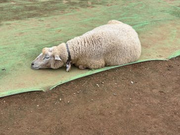 成田ゆめ牧場に投稿された画像（2025/9/21）