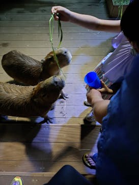 カワスイ 川崎⽔族館に投稿された画像（2025/9/21）