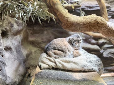 恩賜上野動物園に投稿された画像（2025/9/21）