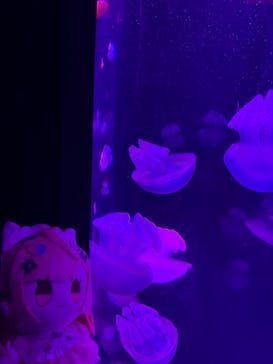 サンシャイン水族館に投稿された画像（2025/9/21）