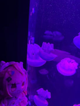 サンシャイン水族館に投稿された画像（2025/9/21）