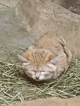 那須どうぶつ王国に投稿された画像（2025/9/21）