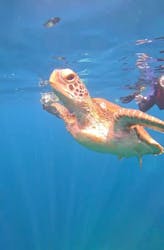 SHISHI石垣島（シシイシガキジマ）に投稿された画像（2025/9/21）