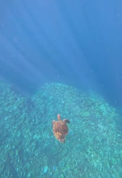 SHISHI石垣島（シシイシガキジマ）に投稿された画像（2025/9/21）