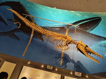 福井県立恐竜博物館に投稿された画像（2025/9/21）