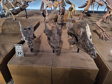 福井県立恐竜博物館に投稿された画像（2025/9/21）