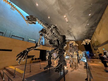 Ｂｏｎｅｓ２　ほねほね運動会　～はしる！とぶ！つかむ！～（いのちのたび博物館）に投稿された画像（2025/9/21）