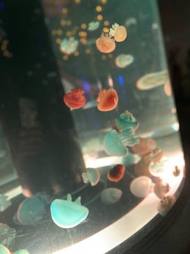 マクセル アクアパーク品川に投稿された画像（2025/9/21）