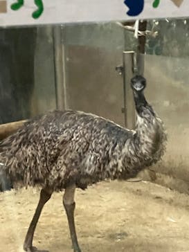 天王寺動物園に投稿された画像（2025/9/21）