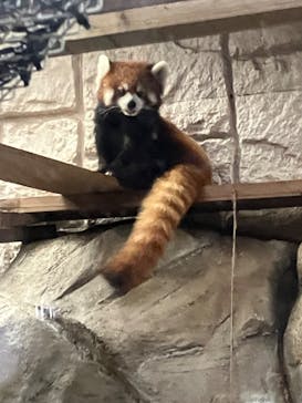 天王寺動物園に投稿された画像（2025/9/21）