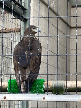 天王寺動物園に投稿された画像（2025/9/21）