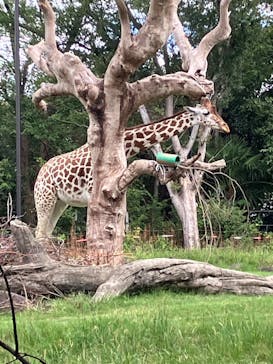 天王寺動物園に投稿された画像（2025/9/21）