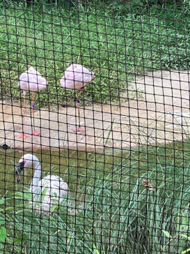 天王寺動物園に投稿された画像（2025/9/21）