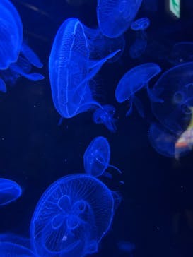 竹島水族館に投稿された画像（2025/9/21）