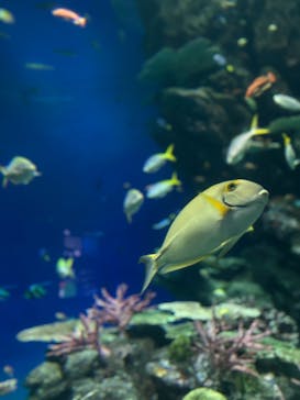 島根県立 しまね海洋館に投稿された画像（2025/9/21）