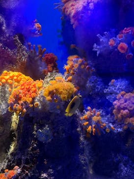 島根県立 しまね海洋館に投稿された画像（2025/9/21）