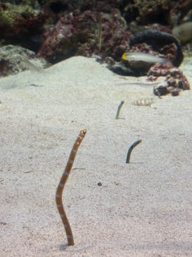 島根県立 しまね海洋館に投稿された画像（2025/9/21）
