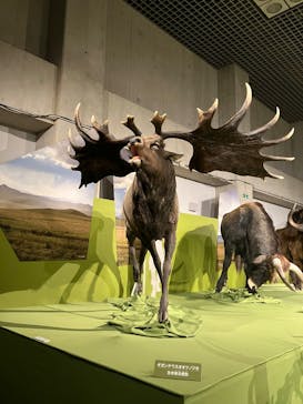 特別展「氷河期展 〜人類が見た4万年前の世界〜」（国立科学博物館）に投稿された画像（2025/9/21）