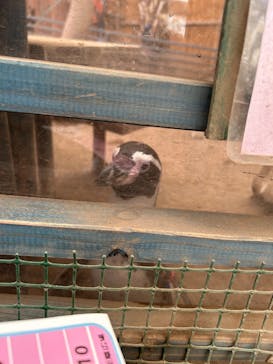 ゼロ距離水族館 伊勢シーパラダイスに投稿された画像（2025/9/21）