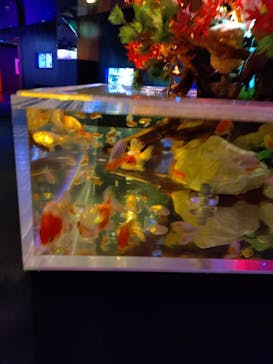 NARA KINGYO MUSEUMに投稿された画像（2025/9/21）