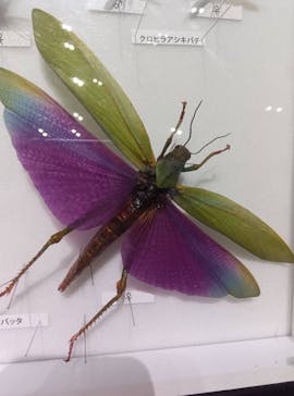 特別展 『昆虫 MANIAC』に投稿された画像（2025/9/21）