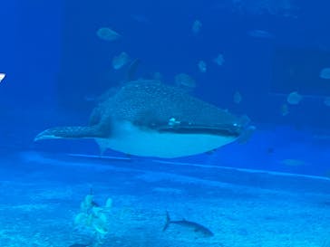沖縄美ら海水族館に投稿された画像（2025/9/21）