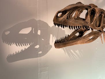 福井県立恐竜博物館に投稿された画像（2025/9/21）