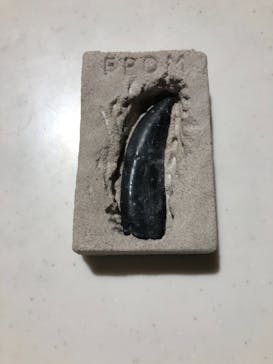 福井県立恐竜博物館に投稿された画像（2025/9/21）