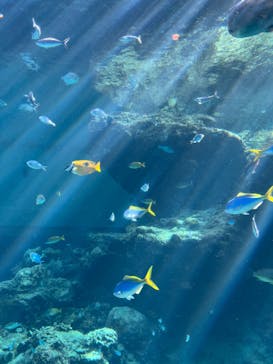 沖縄美ら海水族館に投稿された画像（2025/9/21）