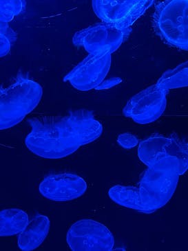 沖縄美ら海水族館に投稿された画像（2025/9/21）