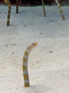 沖縄美ら海水族館に投稿された画像（2025/9/21）