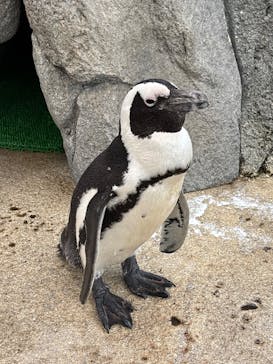 仙台うみの杜水族館に投稿された画像（2025/9/21）