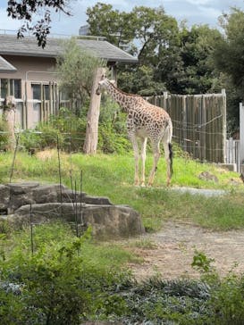 天王寺動物園に投稿された画像（2025/9/21）
