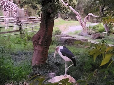 天王寺動物園に投稿された画像（2025/9/21）