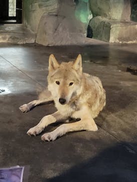 天王寺動物園に投稿された画像（2025/9/21）