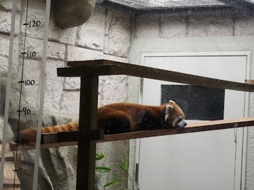 天王寺動物園に投稿された画像（2025/9/21）