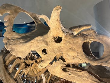 福井県立恐竜博物館に投稿された画像（2025/9/21）