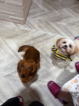 いぬカフェRio 池袋店に投稿された画像（2025/9/21）