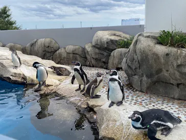 仙台うみの杜水族館に投稿された画像（2025/9/21）
