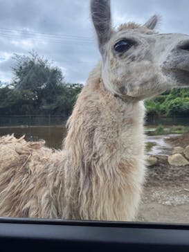 東北サファリパークに投稿された画像（2025/9/21）