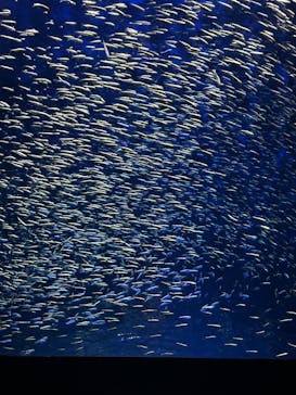 大分マリーンパレス水族館 「うみたまご」に投稿された画像（2025/9/21）