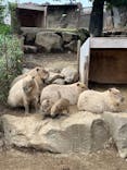 伊豆シャボテン動物公園に投稿された画像（2025/9/21）