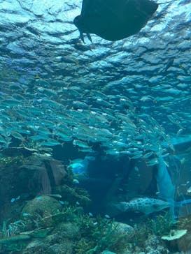 名古屋港水族館に投稿された画像（2025/9/21）