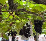 果実の里 原田農園に投稿された画像（2025/9/21）