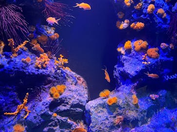 竹島水族館に投稿された画像（2025/9/21）