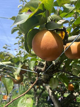 びわこもりやまフルーツランドに投稿された画像（2025/9/21）