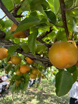 びわこもりやまフルーツランドに投稿された画像（2025/9/21）