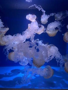 新江ノ島水族館に投稿された画像（2025/9/21）