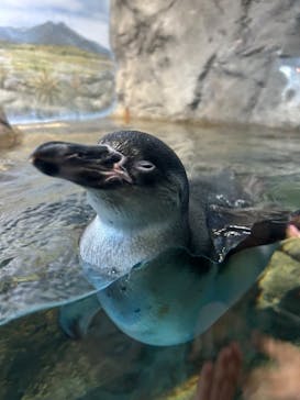 新江ノ島水族館に投稿された画像（2025/9/21）