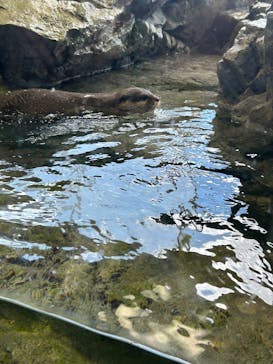 新江ノ島水族館に投稿された画像（2025/9/21）